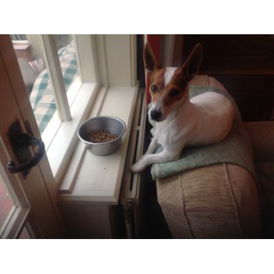 Holly loves her Royal Canin Jack Russell food