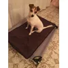 Asia e la sua cuccia estiva