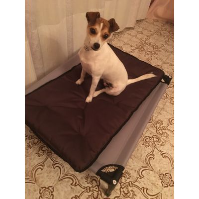 Asia e la sua cuccia estiva