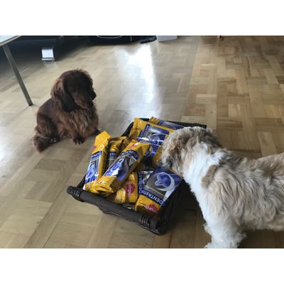 Dentastix