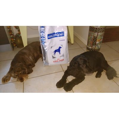 Frodo og Gandalf elsker Royal Canin Anallergenic