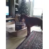 Boxer