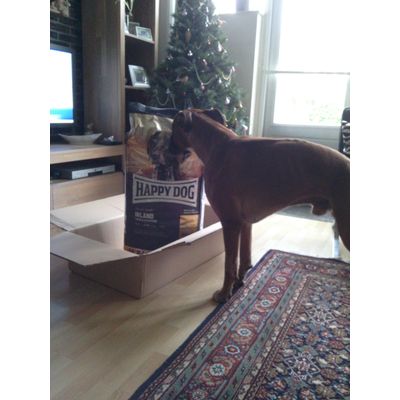 Boxer
