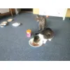 whiskas