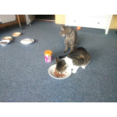 whiskas