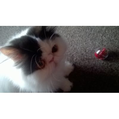 Enzo treat ball