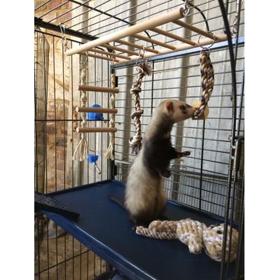 Kiara et sa nouvelle echelle