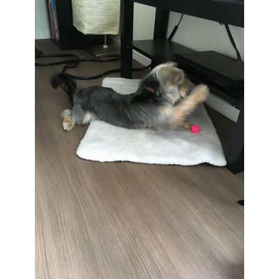 Ook leuk voor kleine honden