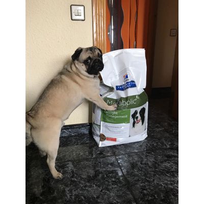 Mi gordete con su pienso