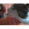 smilla pasta