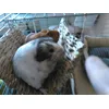 hamac noisette et neige
