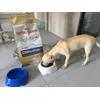 Il nostro chihuahua Leon le adora 