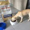 Il nostro chihuahua Leon le adora