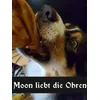 Moons Lieblingsschweineohren