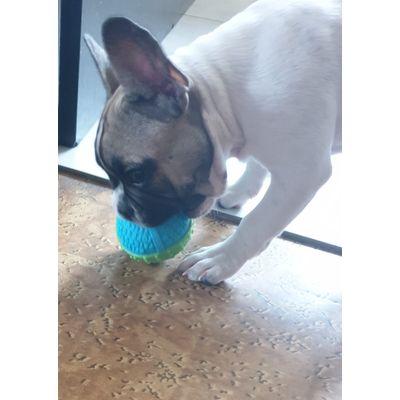 Pepita et sa balle
