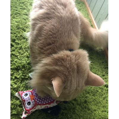 Duffy with his owl