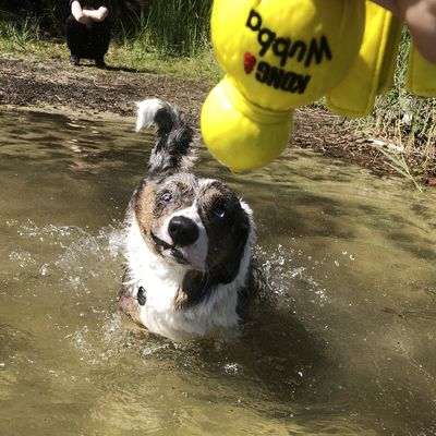 Wet Wubba