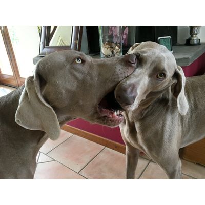 Sheldon e Pandora