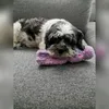 Kong snugga wubba