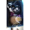 Great rabbit carrier