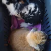 Great rabbit carrier