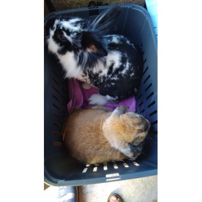 Great rabbit carrier