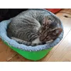 Lagom till katter