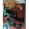 3 mainecoons feeding