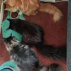 3 mainecoons feeding