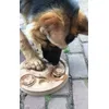 Onze duitse herder is er superblij mee