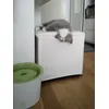Gizmo loves the sound of water