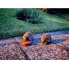 Igel
