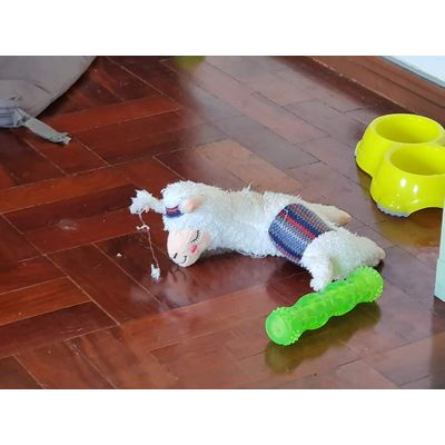 Gostou tanto
