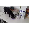 Mi Macarena con su comida Royal Canin renal