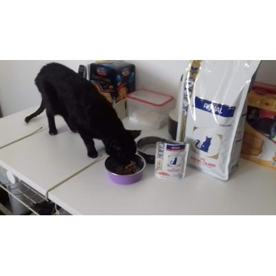 Mi Macarena con su comida Royal Canin renal