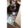 sphynx Haku heeft eigen eten