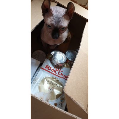 sphynx Haku heeft eigen eten
