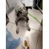Ama i croccantini purina 
