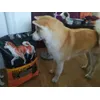 Yuki