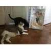 Royal Canin 