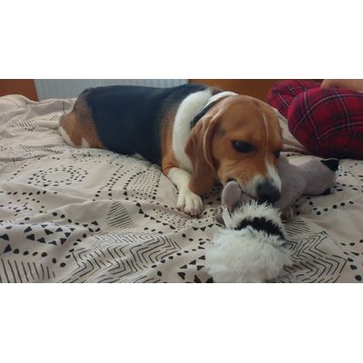 Baz with his new friend