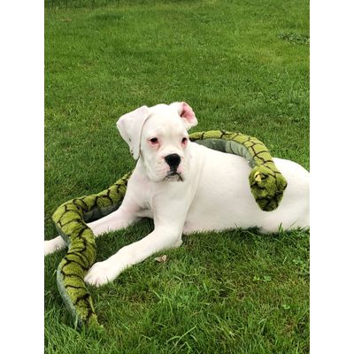 Red et le serpent