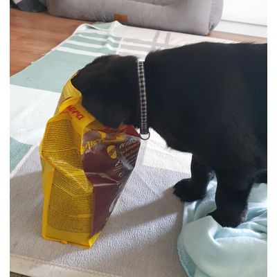 Labradorretriever