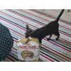 Hershey loves his food