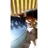 Pirate et sa piscine 