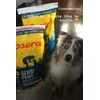 Happy dog