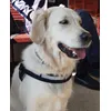 Super karma Eukanuba