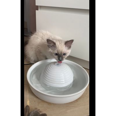 Fontanna ragdoll