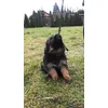 Diego