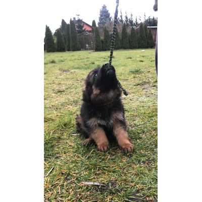 Diego